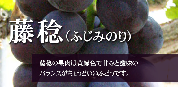 藤稔（ふじみのり）は大粒で甘味が多く、種無しです。