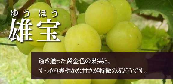 雄宝-透き通った黄金色の果実と、すっきり爽やかな甘さが特徴のぶどうです