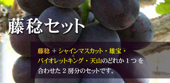 藤稔（ふじみのり）は大粒で甘味が多く、種無しです。
