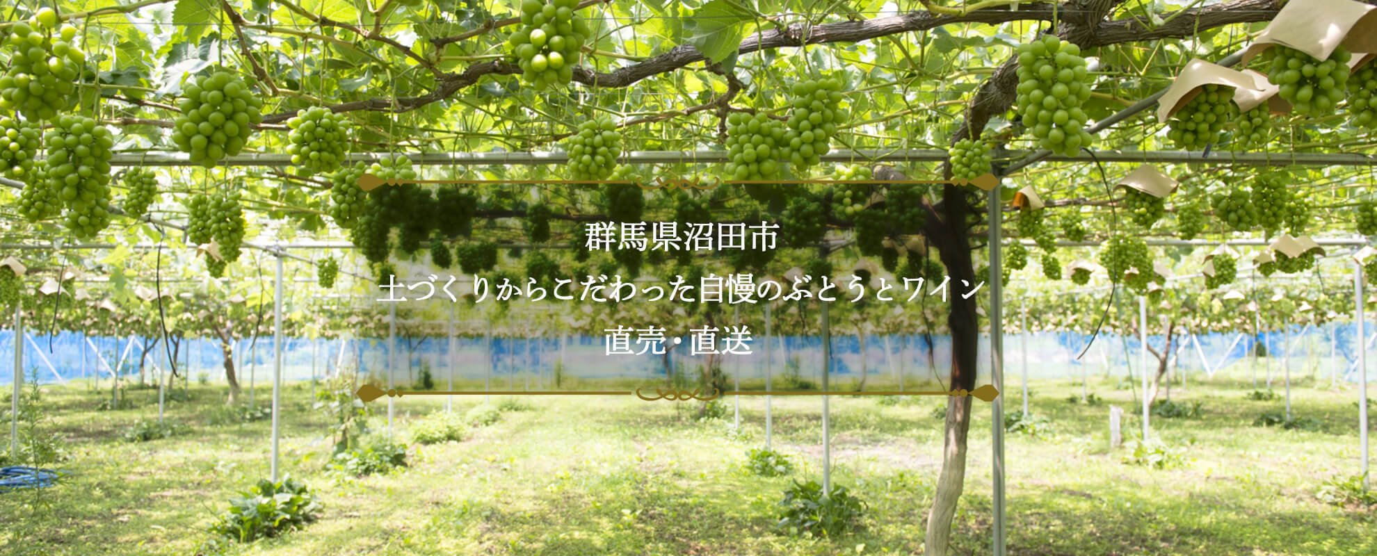 群馬県沼田市のぶどうとワイン。ゆたかぶどう園の直送販売